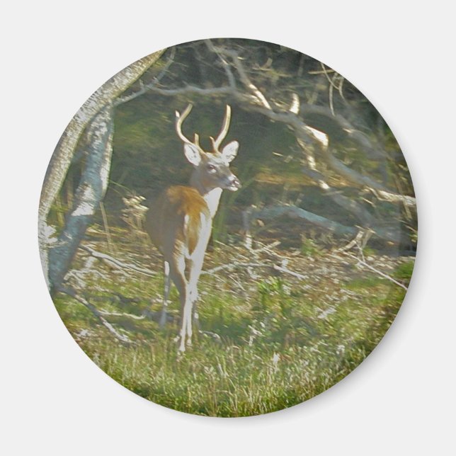 Imã Whitetail Deer Buck (Frente)