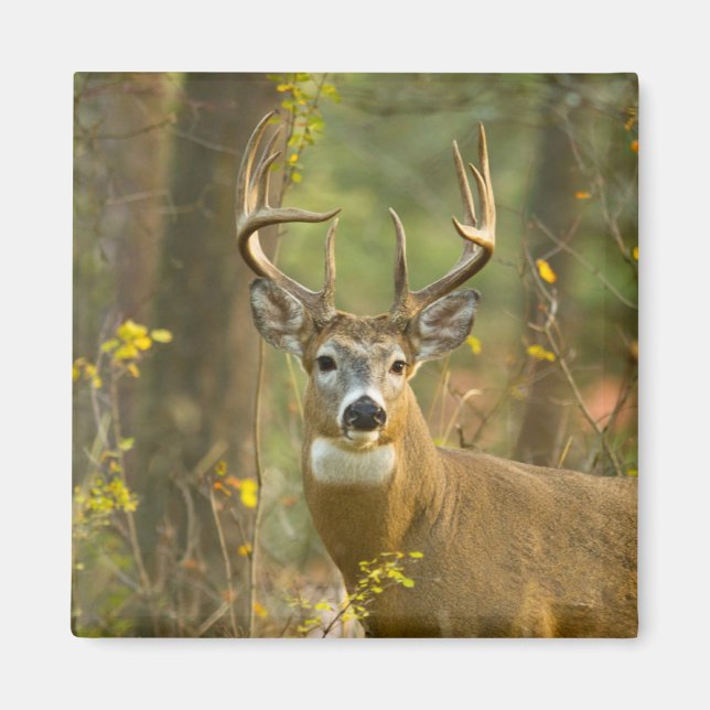 Imã Whitetail Deer Buck | Whitefish, Montana (Frente)