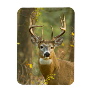Ímã Whitetail Deer Buck Whitefish, Montana