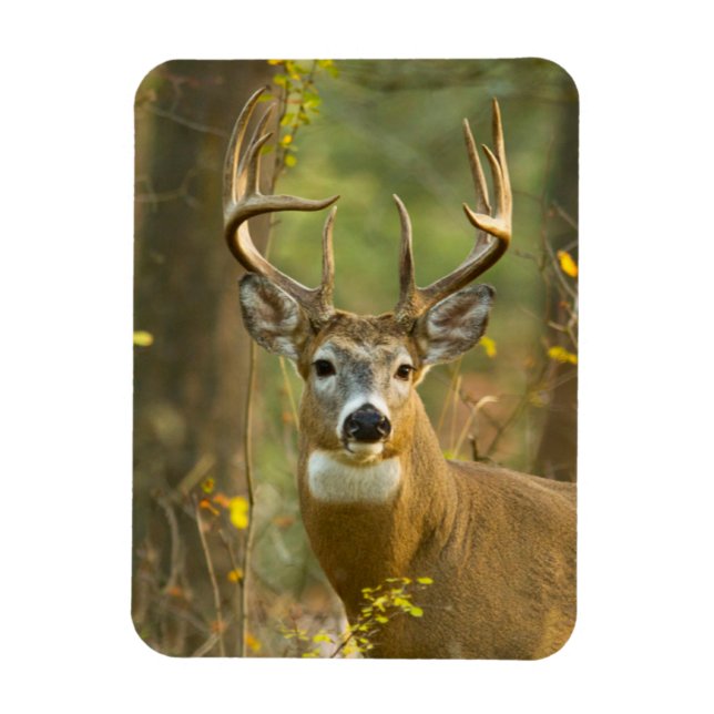 Ímã Whitetail Deer Buck | Whitefish, Montana (Vertical)