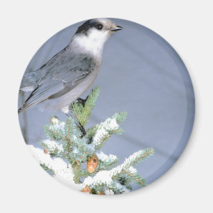 Imã Wild Bird Winter