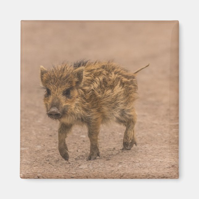 Imã Wild Boar Piglet (Frente)