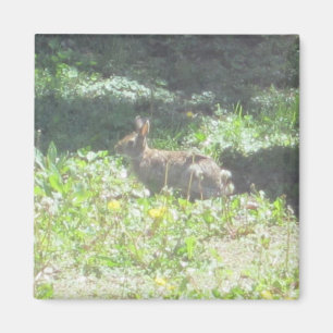 Imã Wild Bunny Magnet