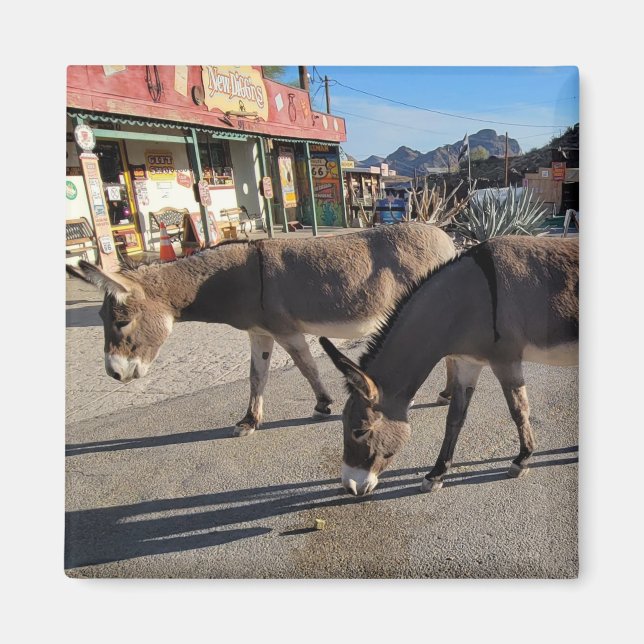 Imã Wild Burros em Oatman, Arizona (Frente)