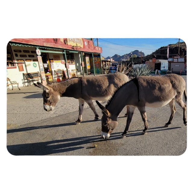 Ímã Wild Burros em Oatman, Arizona (Horizontal)