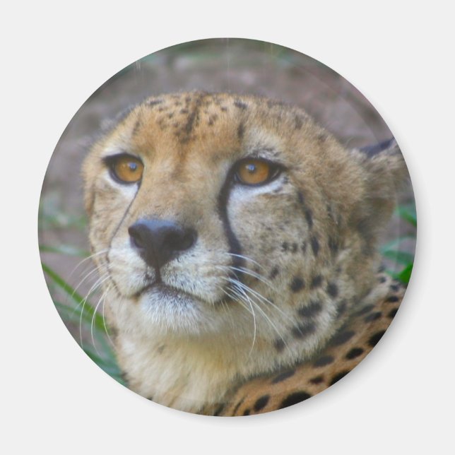 Imã Wild Cheetah Magnet (Frente)