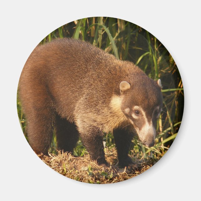 Imã Wild Coati Mundi Magnet (Frente)