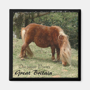 Imã Wild Dartmoor Ponies - 2, Inglaterra (Magnet)