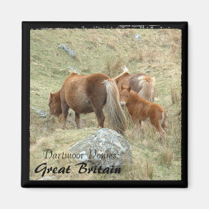 Imã Wild Dartmoor Ponies - 3, Inglaterra (Magnet)