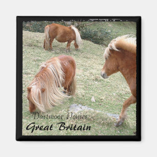 Imã Wild Dartmoor Ponies - 4, Inglaterra (Magnet)