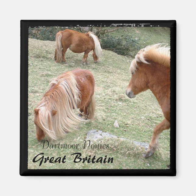 Imã Wild Dartmoor Ponies - 4, Inglaterra (Magnet) (Frente)