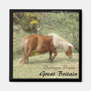 Imã Wild Dartmoor Ponies, Inglaterra (Magnet)