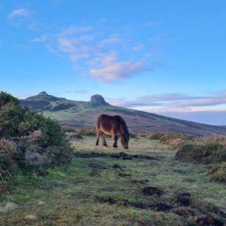 Imã Wild Dartmoor Pony Horse Magnet