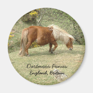 Imã Wild Dartmoor Pony, Inglaterra, Reino Unido (Magne