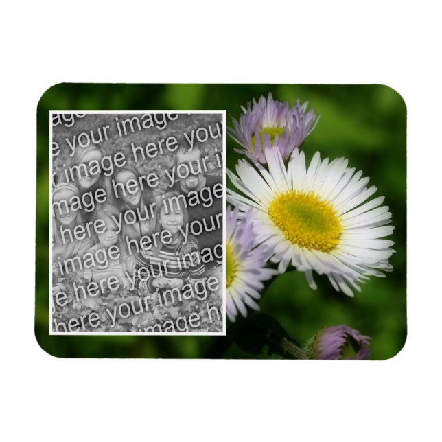 Ímã Wild Fleabane Daisy Flower Frame Adicionar Sua Fot (Horizontal)