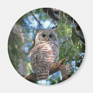 Imã Wild Hoot Owl Staring in Forest