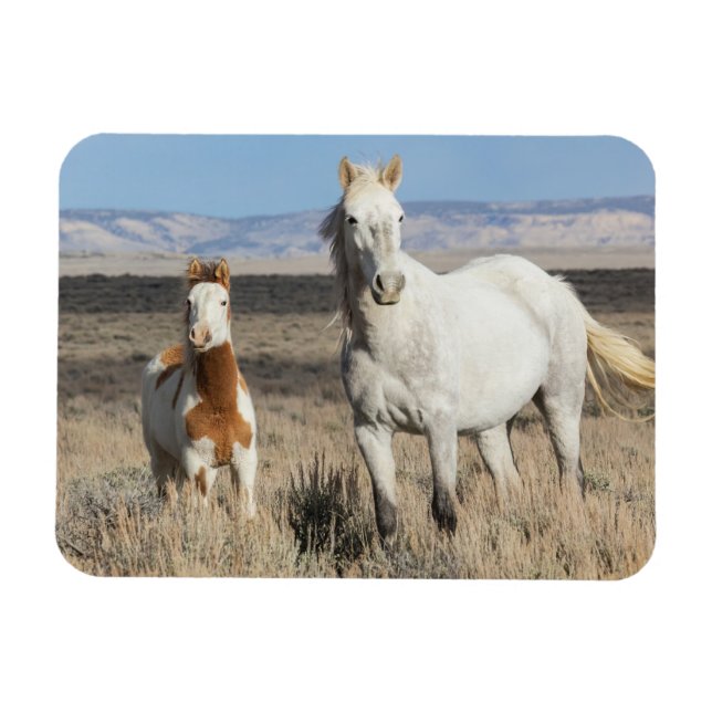 Ímã Wild Horses at Home in the Sandwash Basin (Horizontal)