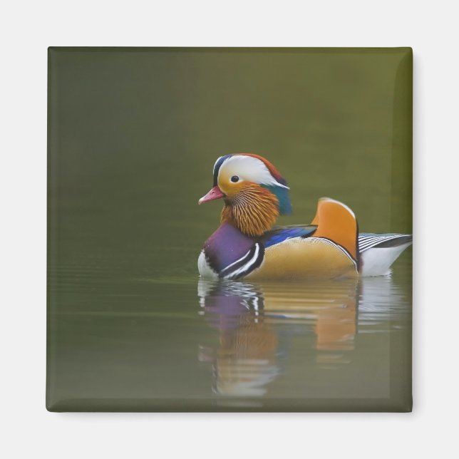 Imã Wild Mandarin Duck Aix galericulata) no escuro (Frente)