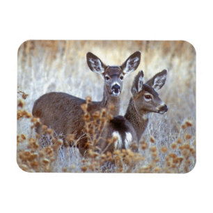 Ímã Wild Mule Deer Pair   Califórnia