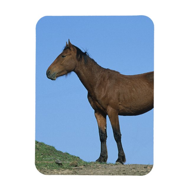 Ímã Wild Mustang Horse (Vertical)