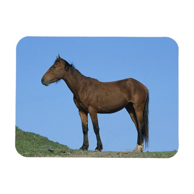 Ímã Wild Mustang Horse (Horizontal)