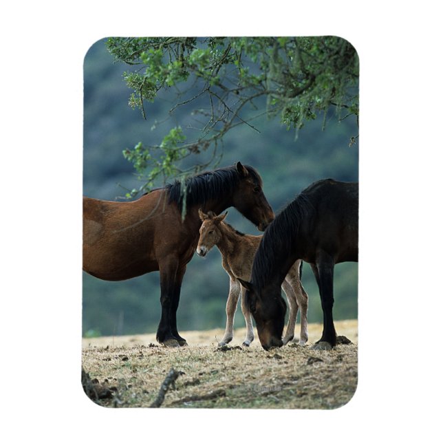 Ímã Wild Mustang Mare & Foal (Vertical)