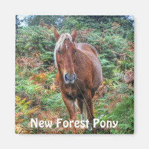 Imã Wild Palomino New Forest Pony & Bracken - Inglater