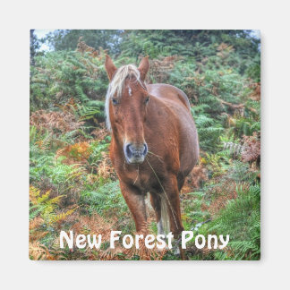 Imã Wild Palomino New Forest Pony & Bracken - Inglater