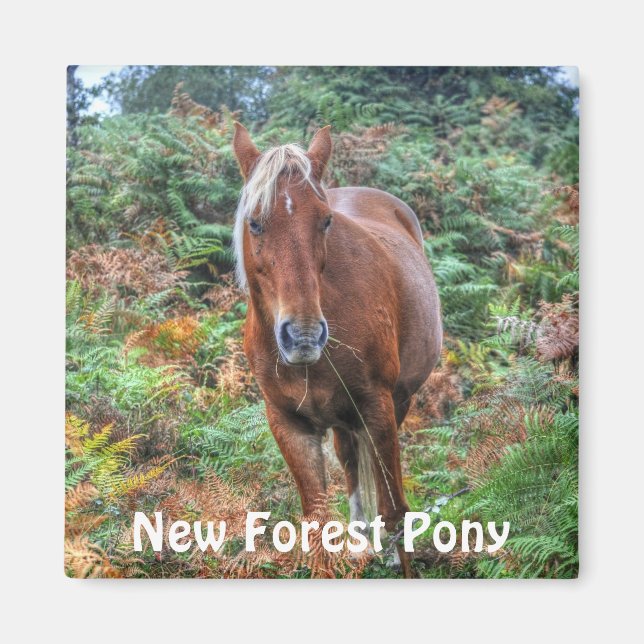 Imã Wild Palomino New Forest Pony & Bracken - Inglater (Frente)