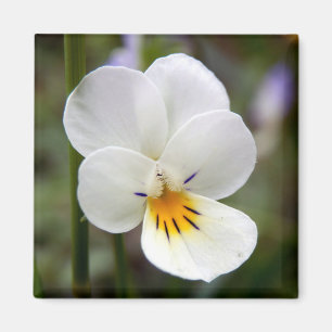 Imã Wild Pansy Magnet