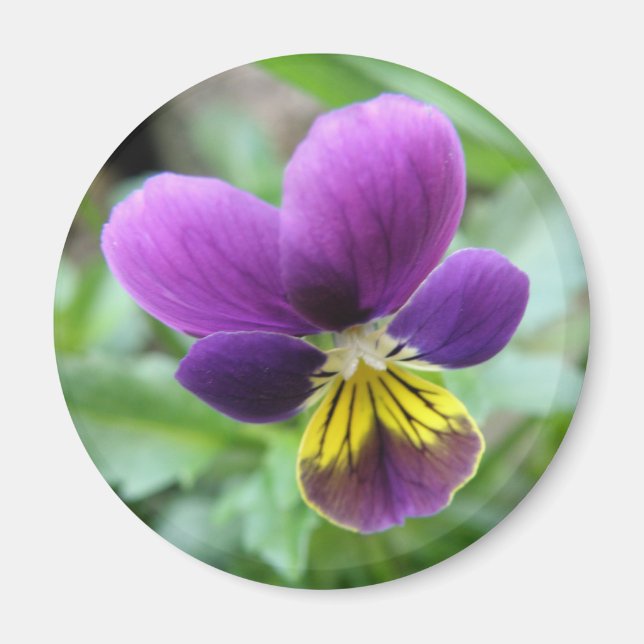Imã Wild Pansy Magnet (Frente)