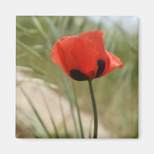 Imã Wild Poppy Magnet