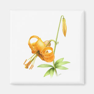 Imã Wild Tiger Lily