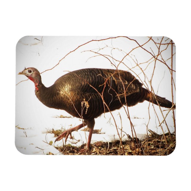 Ímã Wild Turkey Magnet (Horizontal)