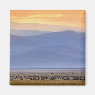 Imã Wildebeest durante migração, Connoquetes