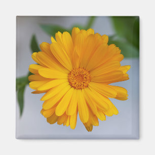 Imã Wildflower amarelo da margarida do Gerbera