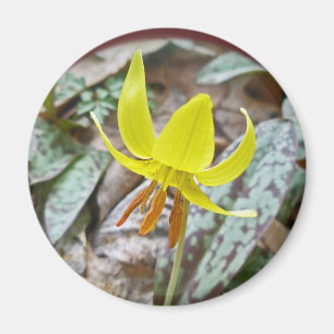 Imã Wildflower do lírio de truta - americanum do