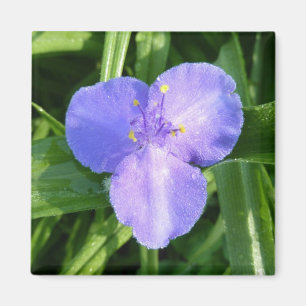 Imã Wildflower violeta do primavera do Trillium Dewy