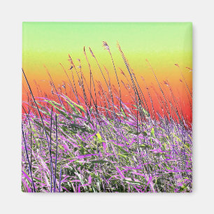 IMÃ WILDFLOWERS