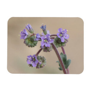 Ímã Wildflowers do roxo de Phacelia
