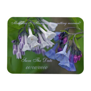 Ímã Wildflowers dos Bluebells de Virgínia - salvar a