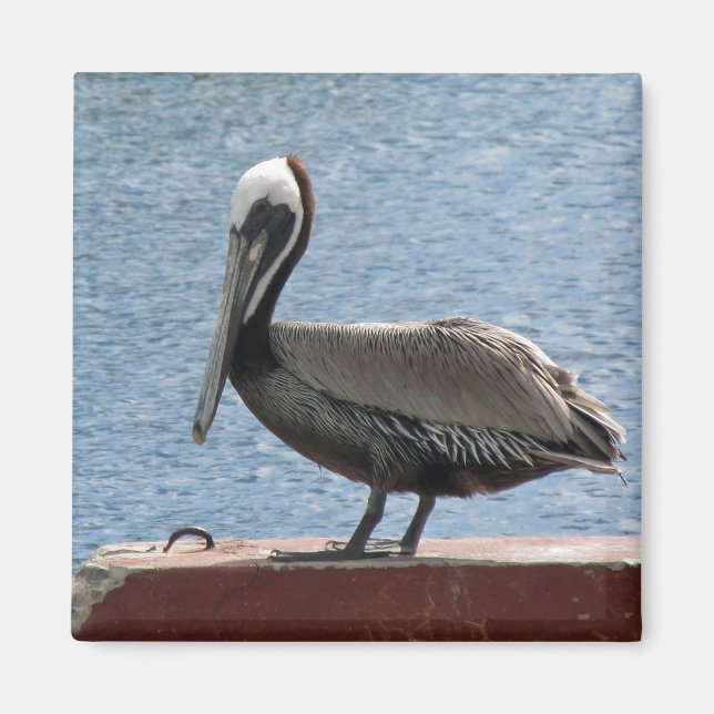 Imã Wildlife Brown Pelican Water Photo (Frente)