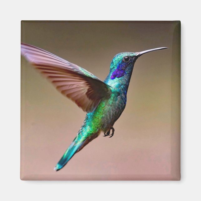Imã Wildlife Green Hummingbird Foto (Frente)