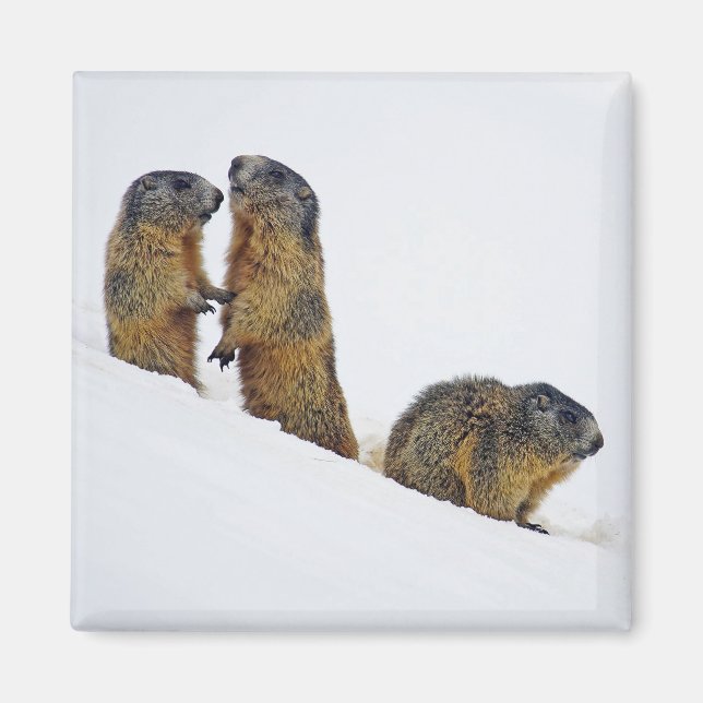 Imã Wildlife Marmots Snow Foto (Frente)
