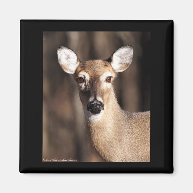 Imã Wildlife Whitetail Deer Doe Portrait (Frente)