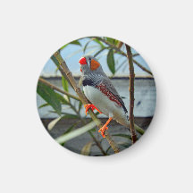 Wildlife Zebra Finch Photo