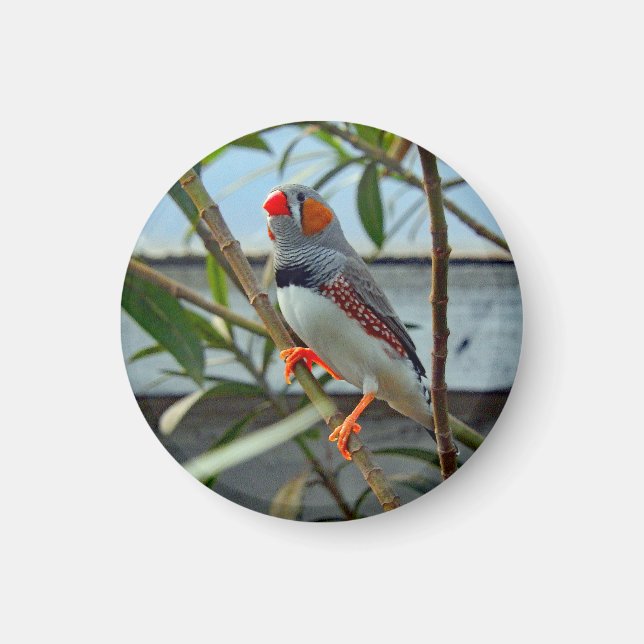 Imã Wildlife Zebra Finch Photo (Frente)