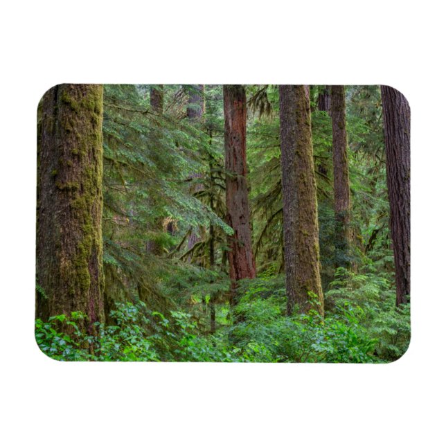 Ímã Willamette National Forest | Oregon (Horizontal)
