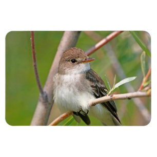 Ímã Willow Flycatcher