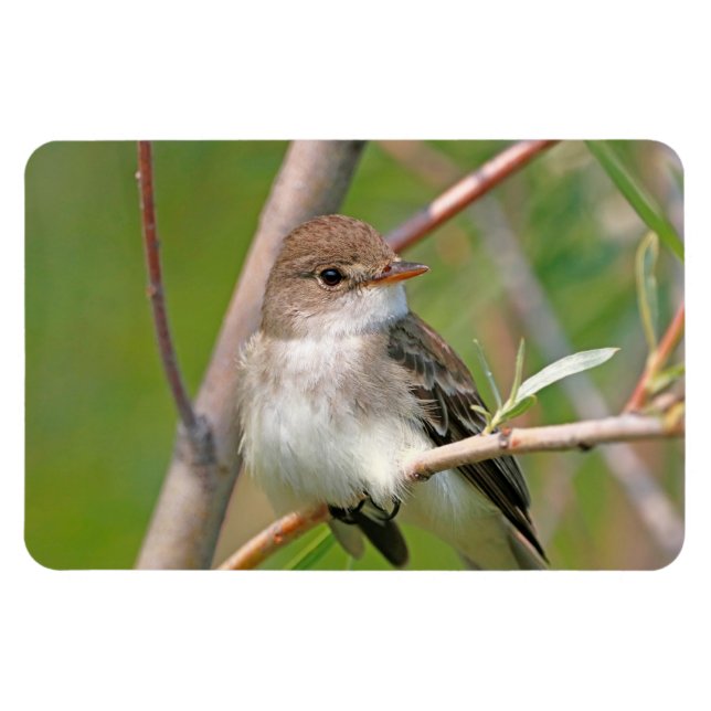 Ímã Willow Flycatcher (Horizontal)